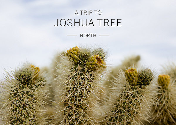 Joshua Tree – North