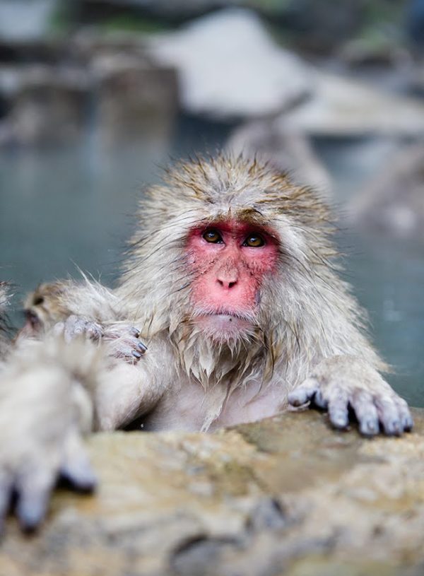 Nagano, Japan | Snow Monkey Park