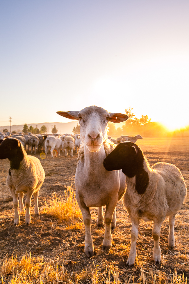 Let's Build a Farm Together / Please help this great Kickstarter!