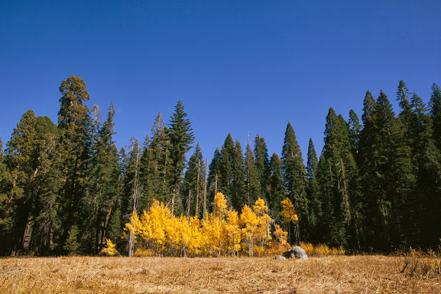 Sequoia National Park / blog.jchongstudio.com