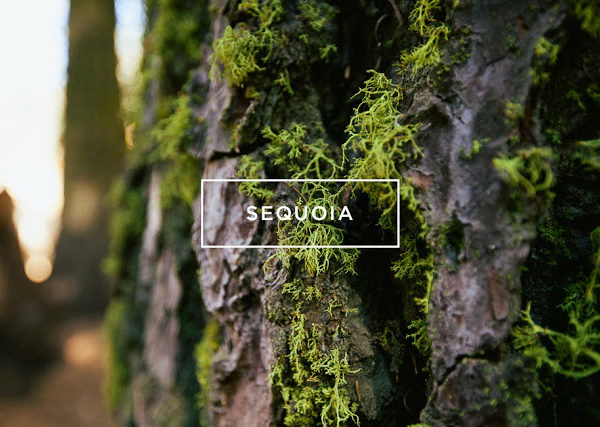 Sequoia National Park