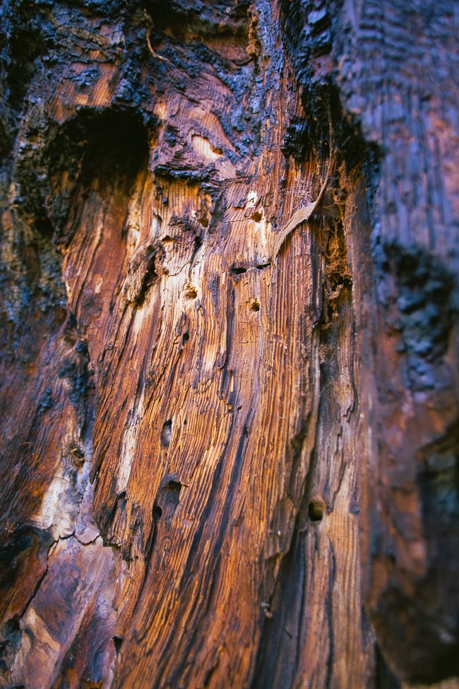 Sequoia National Park / blog.jchongstudio.com