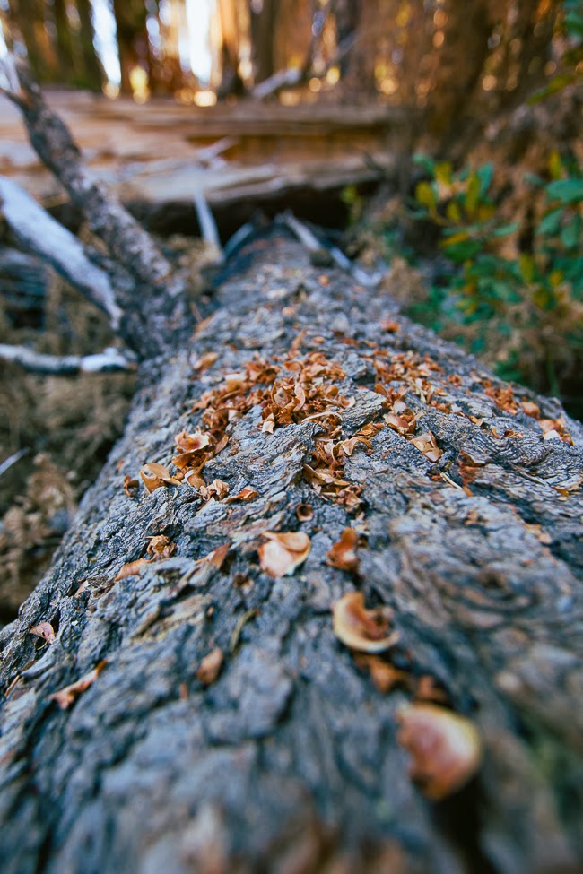 Sequoia National Park / blog.jchongstudio.com