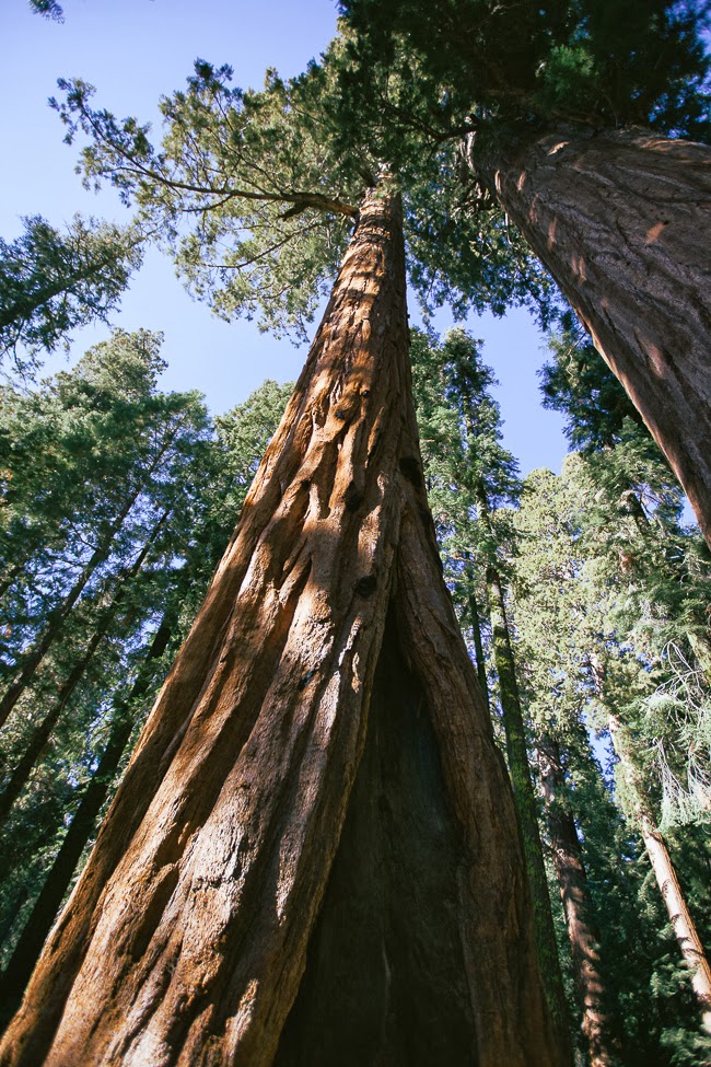 Sequoia National Park / blog.jchongstudio.com