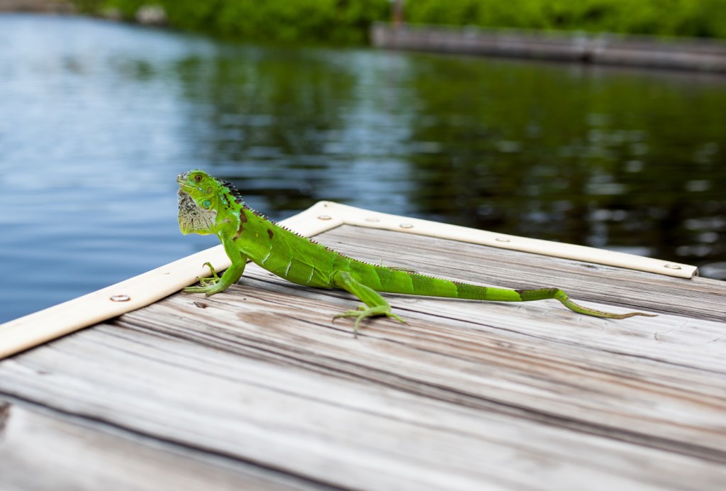 Green Iguana . Grand Cayman / See and Savour