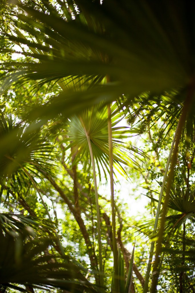 Botanic Park, Grand Cayman /See and Savour