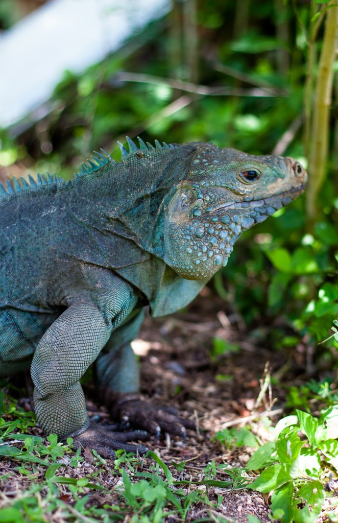 Botanic Park, Grand Cayman / See and Savour