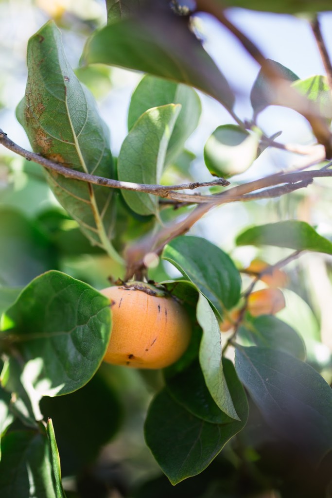 Persimmon and Pomegranate Salad / See and Savour