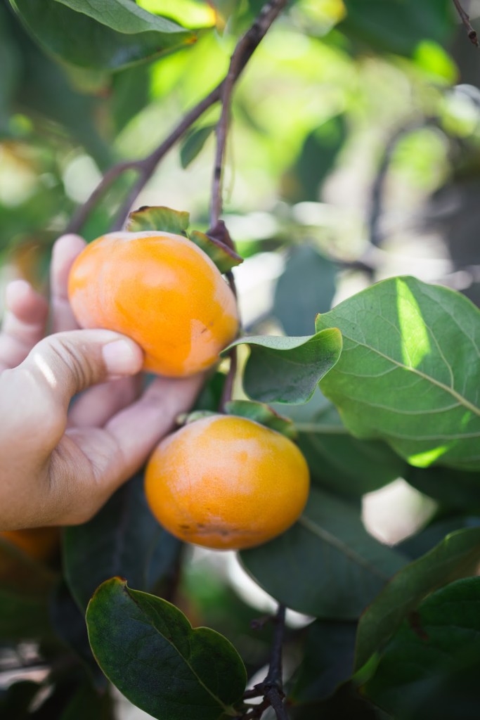 Persimmon and Pomegranate Salad / See and Savour