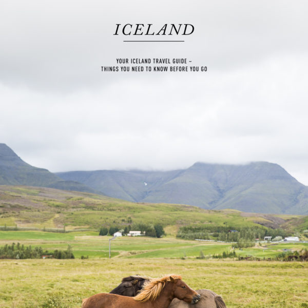 Beautiful Icelandic Horses – What to know before you go to Iceland / See and Savour