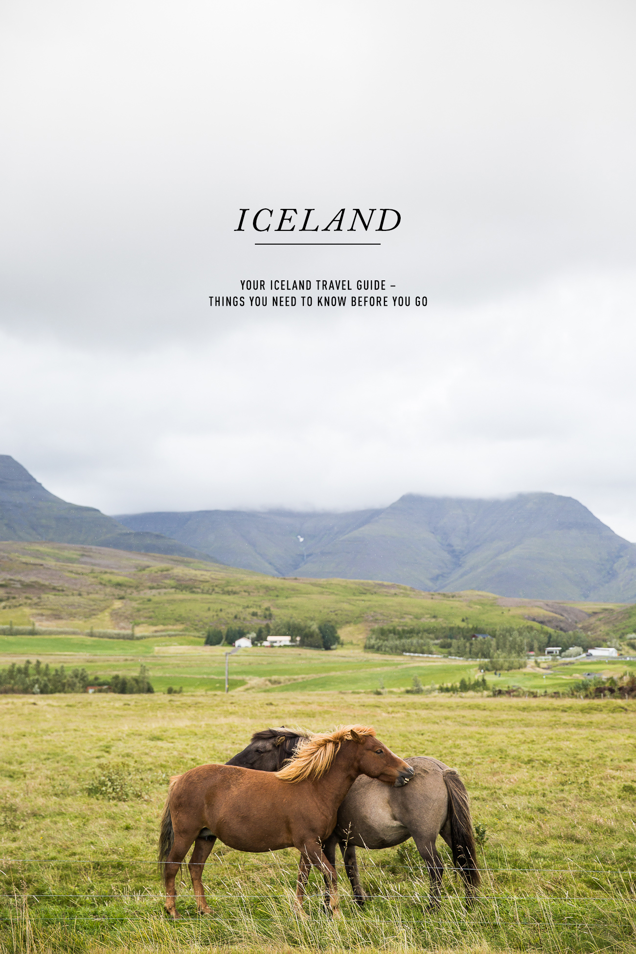 Beautiful Icelandic Horses / See and Savour