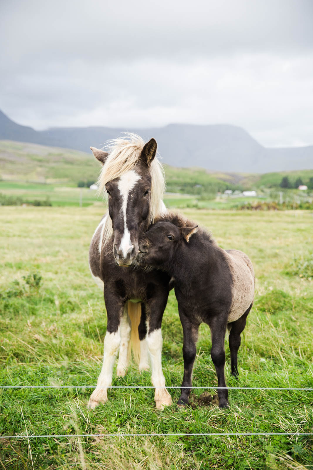Icelandic Horses / See and Savour