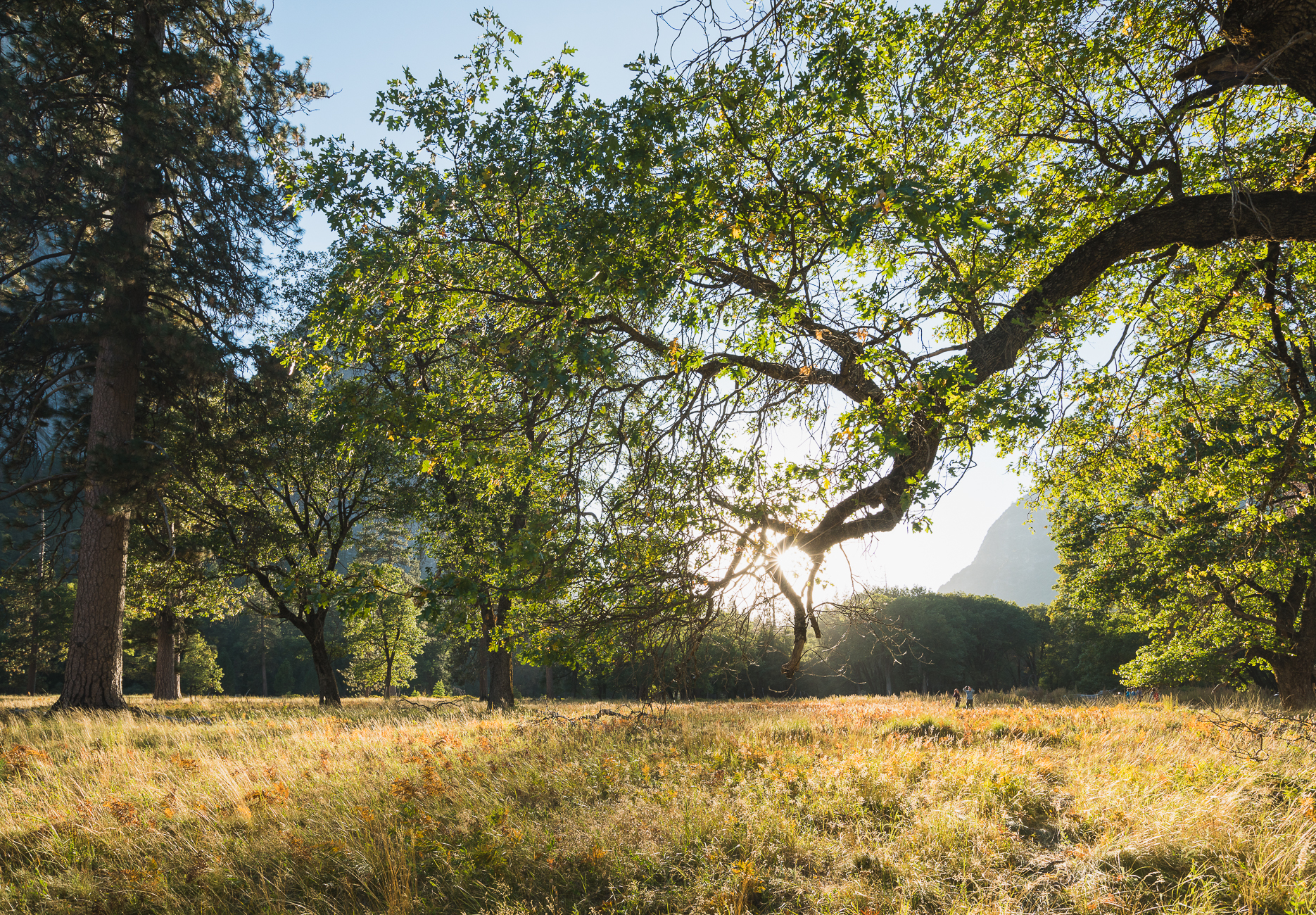 Evenings in Yosemite National Park / See & Savour