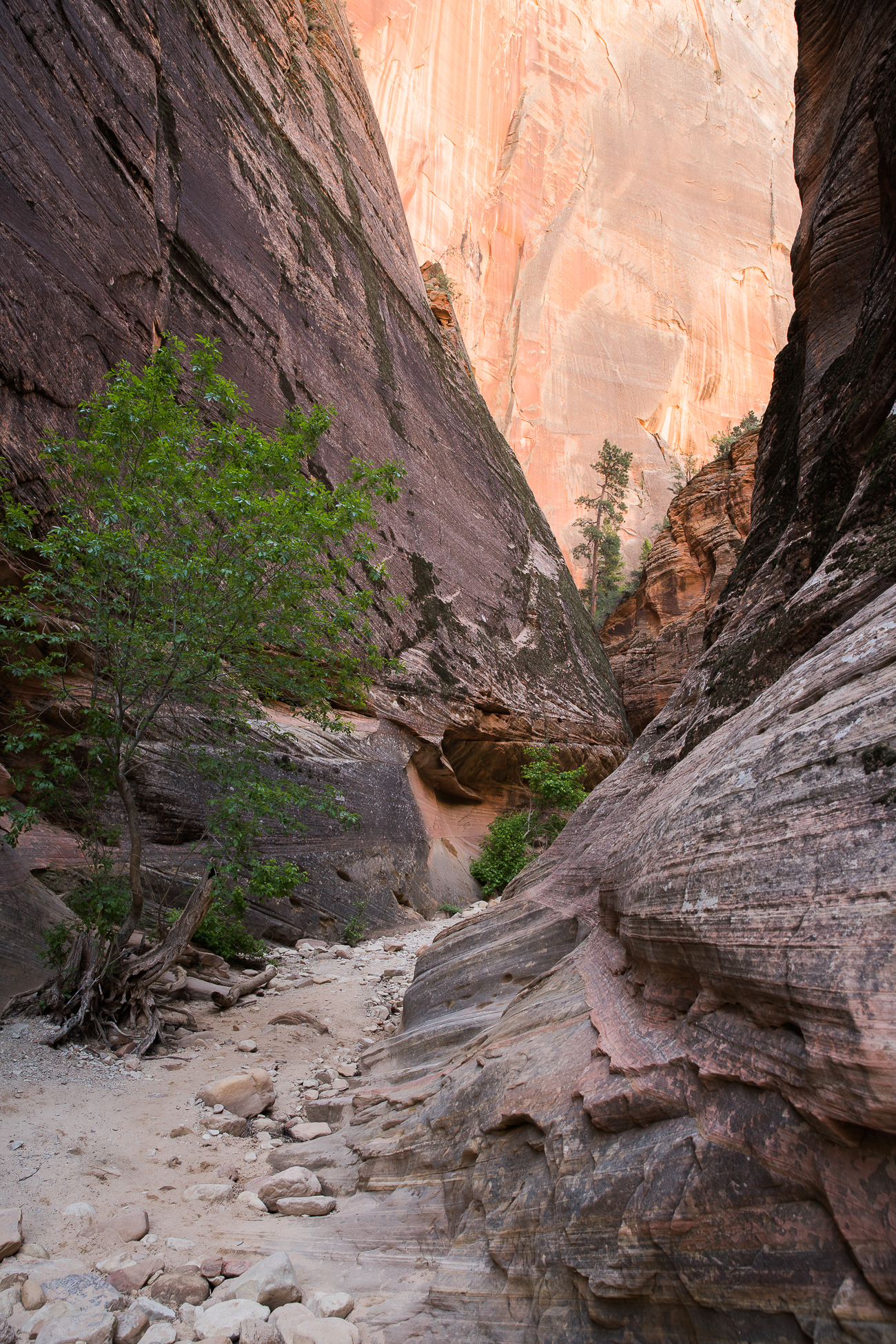 Discover Zion National Park / See and Savour