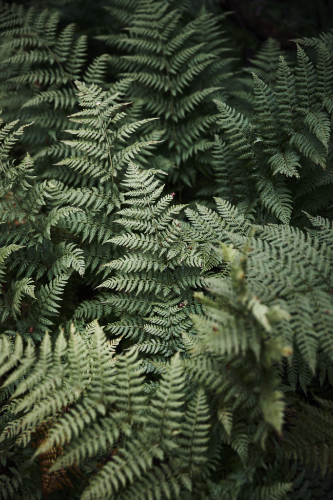Evergreen, leaves - Alaska /