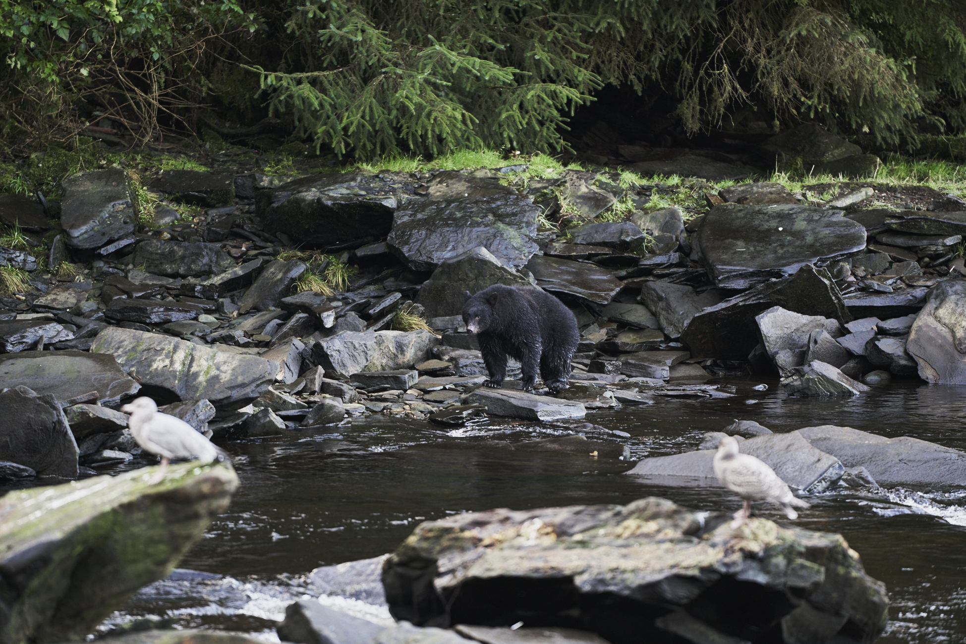 Neets Bay Creek Ketchikan - Alaskan Cruise- Shore Excursions / See and Savour