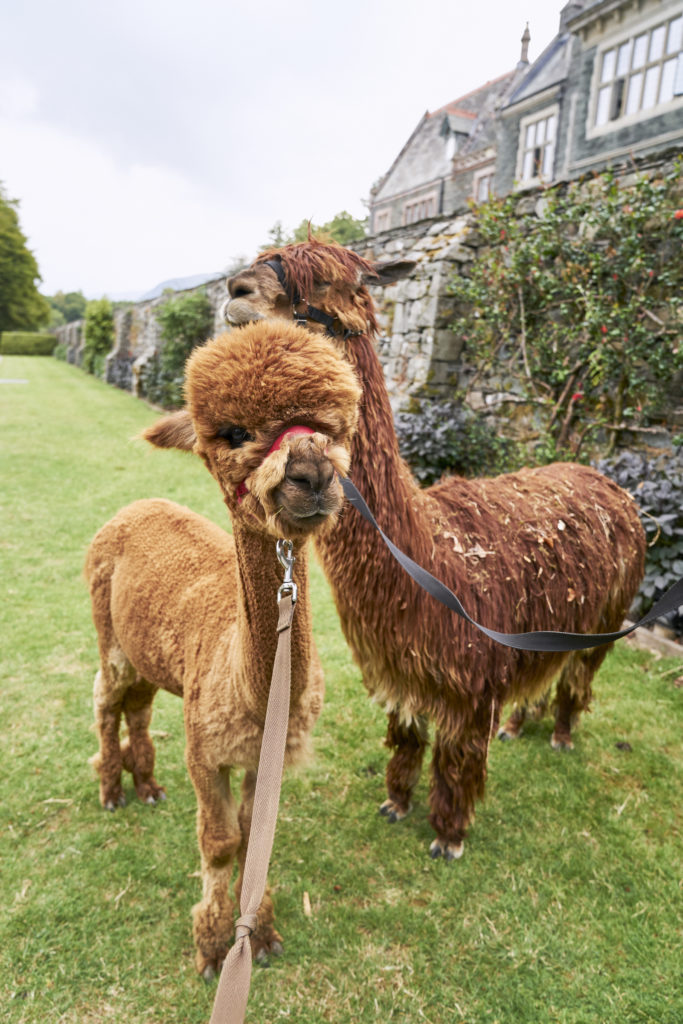 Alpacaly Ever After - Milky Joe and Jasper / See and Savour
