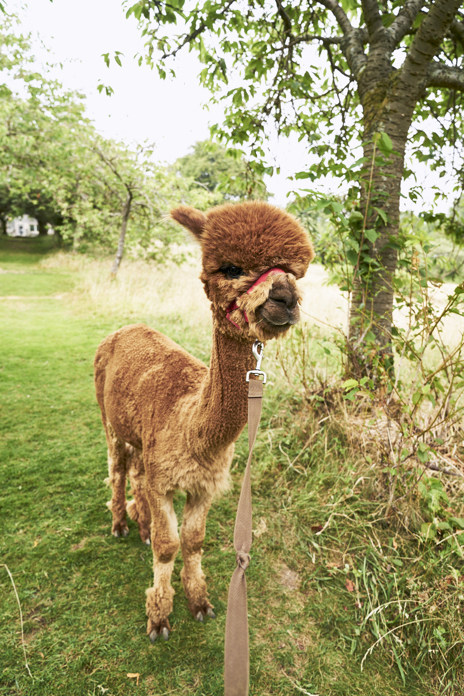 Alpacaly Ever After - Milky Joe the cutest alpaca ever! / See and Savour