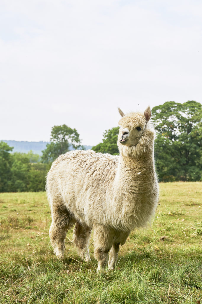 Alpacaly Ever After / See and Savour