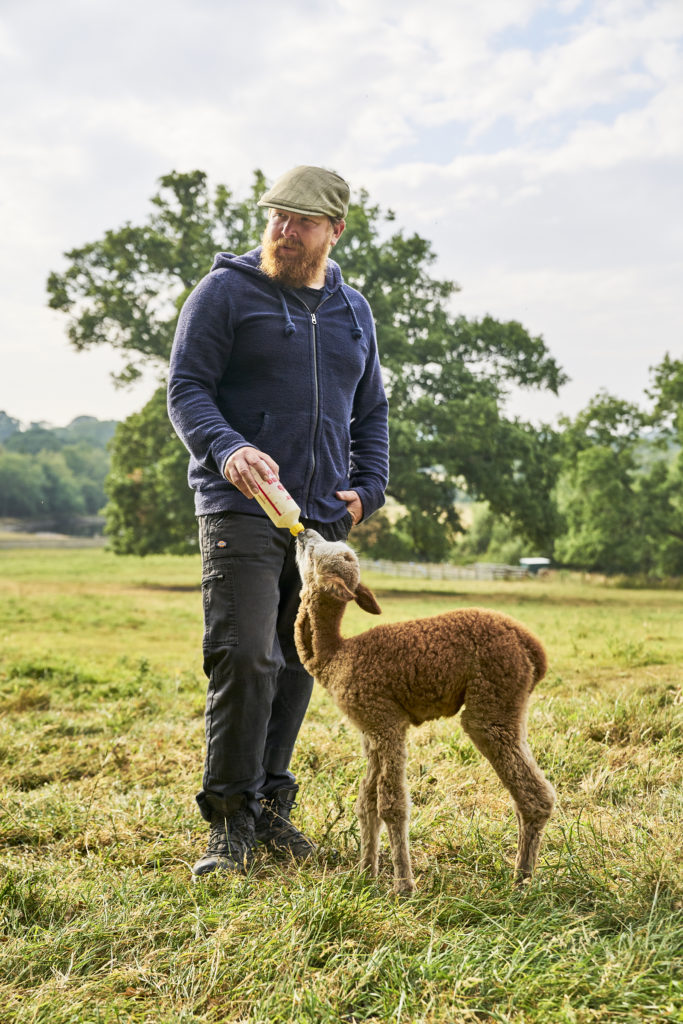 Alpacaly Ever After -Terry feeding a baby Alpaca / See and Savour