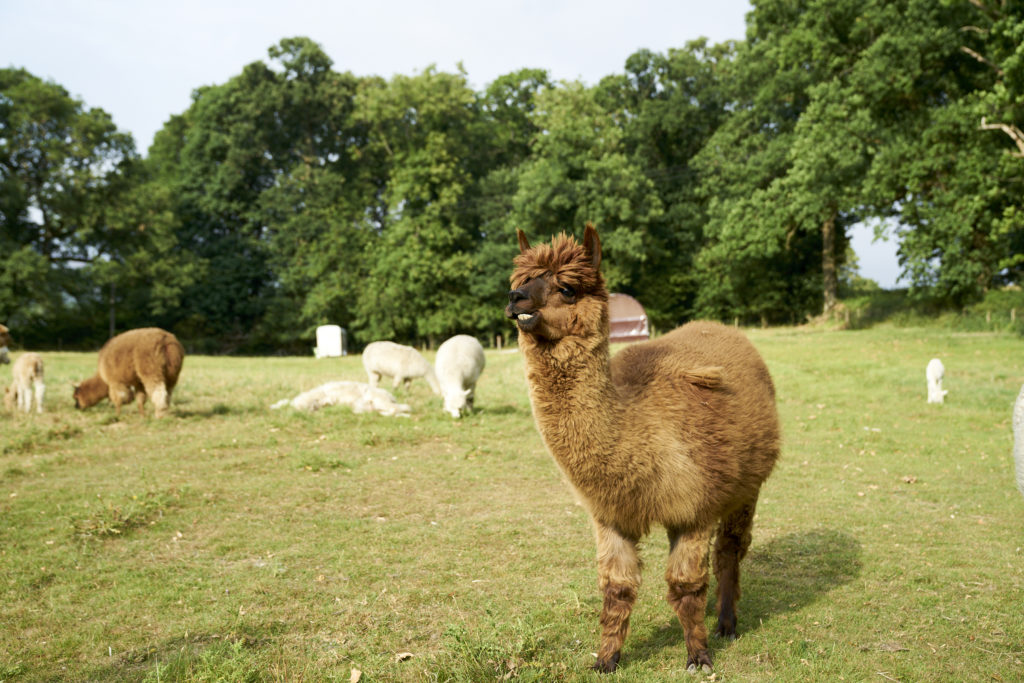 Alpacaly Ever After - say hi! / See and Savour